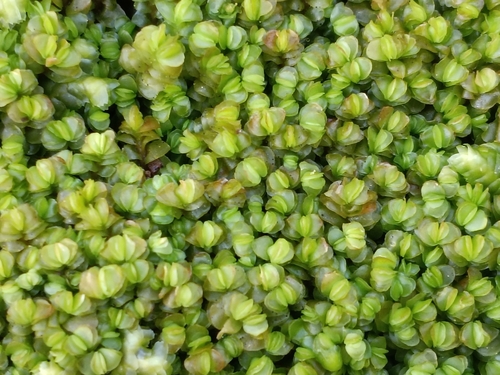 Taylor's Flapwort (Mylia taylorii)