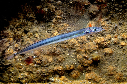 Lesser sandeel (Ammodytes tobianus) — Ammodytidae — 4