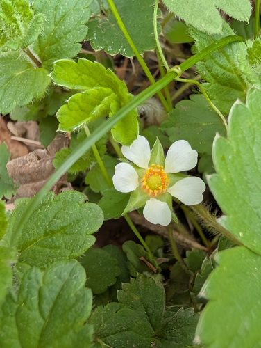 Barren Strawberry (Potentilla sterilis)