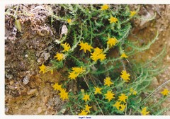 Genista tournefortii