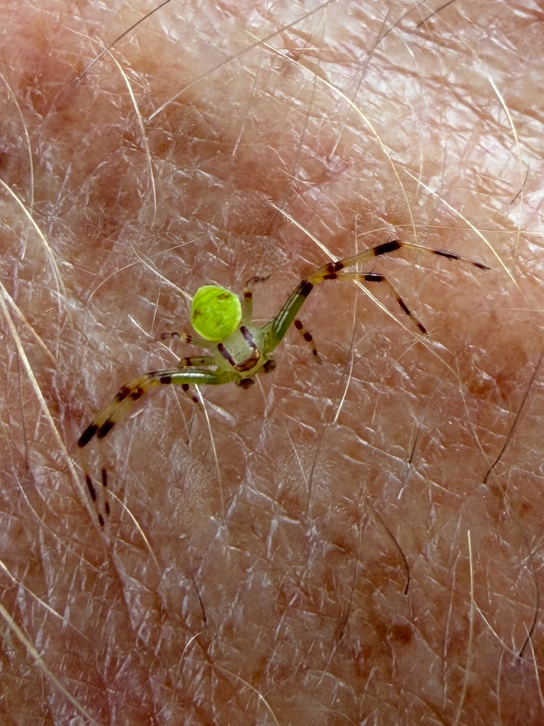 Tuque Spider Tucker's Crab Spider from Sabie, Mpumalanga, ZA on April 9, 2026 at 08: ...