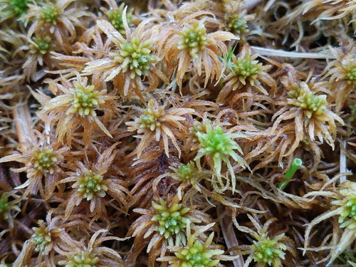 Rigid Bog-moss (Sphagnum teres)
