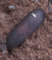 Ophthalmopone berthoudi