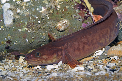 Spotted rockling (Gaidropsarus guttatus) — Lotidae — 5