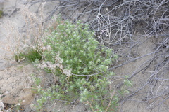 Cryptantha maritima maritima