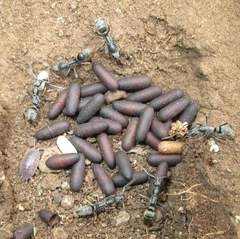 Ophthalmopone berthoudi