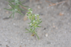 Cryptantha maritima maritima