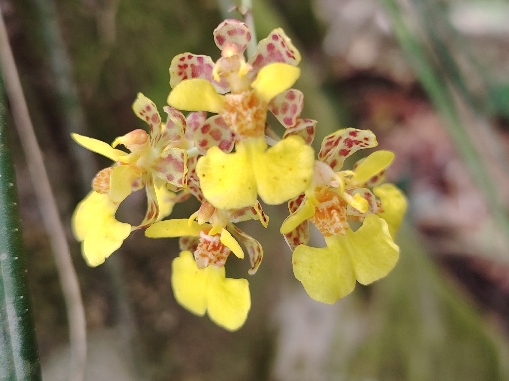 Fire Star Orchid (Trichocentrum ascendens)