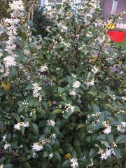 Osmanthus × burkwoodii