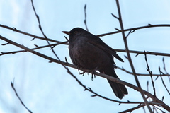 Turdus merula