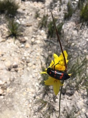 Hycleus sedecimguttatus