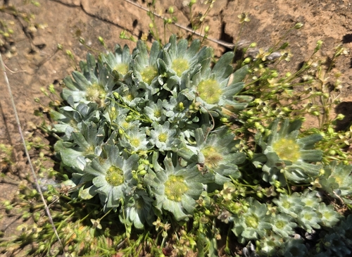 pygmy cudweed (Filago pygmaea)