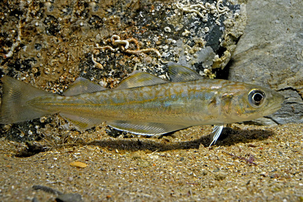 Whiting (Merlangius merlangus) — Gadidae