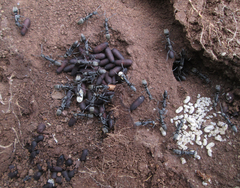 Ophthalmopone berthoudi