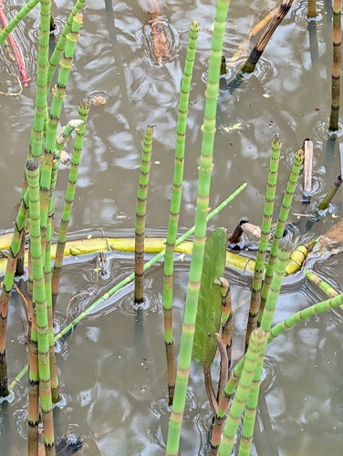 water horsetail (Equisetum fluviatile)