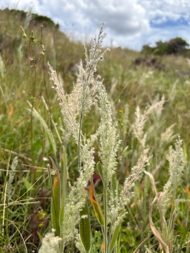 Panicum torridum observed 2026-04-07