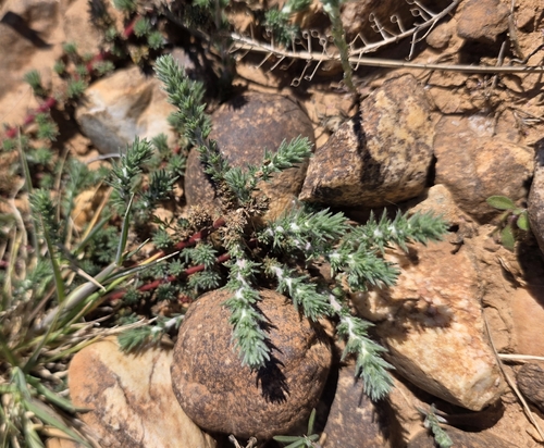 Montpellier Stinking Ground Pine (Camphorosma monspeliaca)