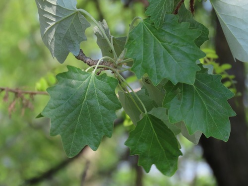 white poplar (Populus alba)