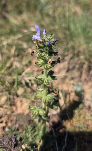 Wild Clary (Salvia verbenaca)