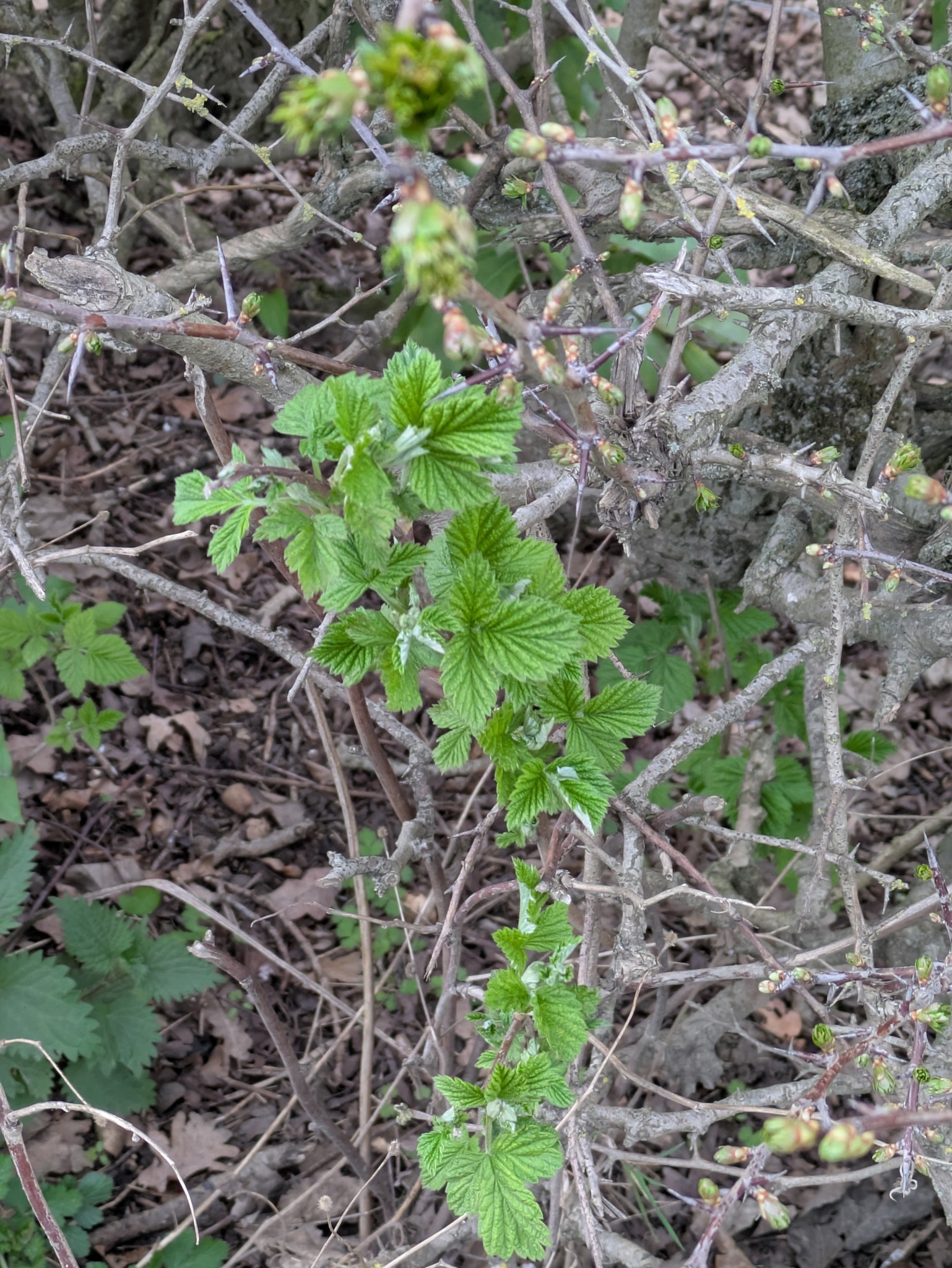 Red Raspberry (Rubus idaeus)