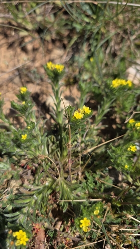 Yellow Gromwell (Neatostema apulum)