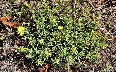Crocanthemum corymbosum image