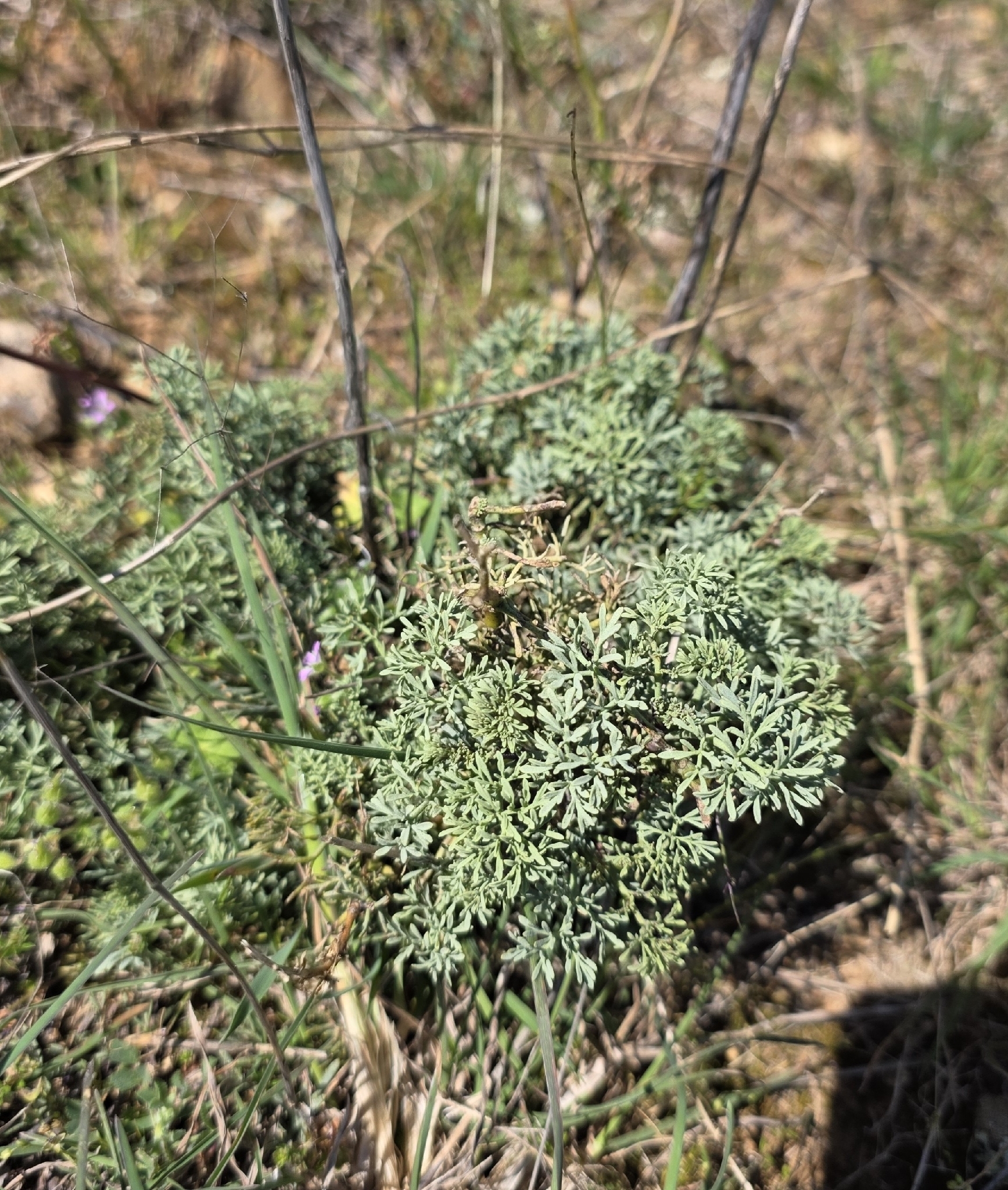 Mountain Rue (Ruta montana)