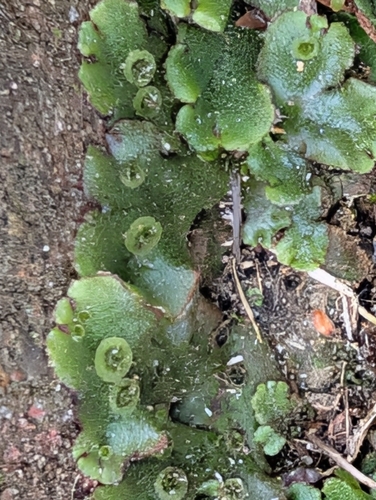 Common Liverwort (Marchantia polymorpha)