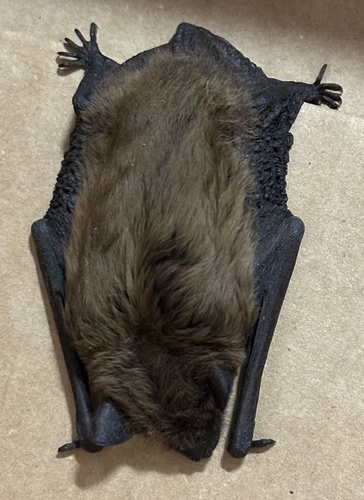 Big Brown Bat photographed in Oklahoma