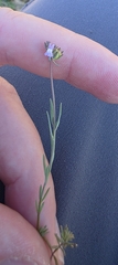 Linaria arvensis, photograph (c) Christoph Moning, some rights reserved (CC BY)
