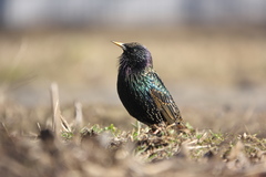 Sturnus vulgaris