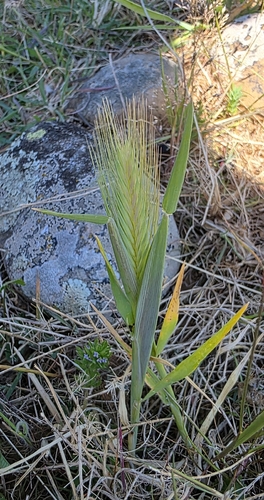 wall barley (Hordeum murinum)