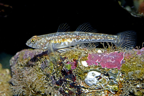 Common goby (Pomatoschistus microps) — Gobiidae — 3