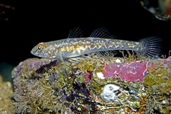 Common Goby photo 3