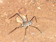 Amphiacusta caraibea