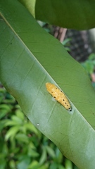 Delias hyparete