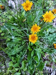 Taraxacum officinale