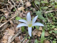 Zephyranthes atamasco