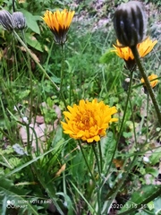 Taraxacum officinale