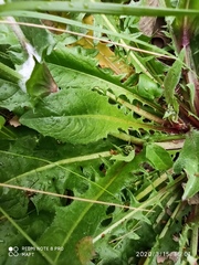 Taraxacum officinale