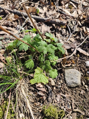 common motherwort (Leonurus cardiaca)
