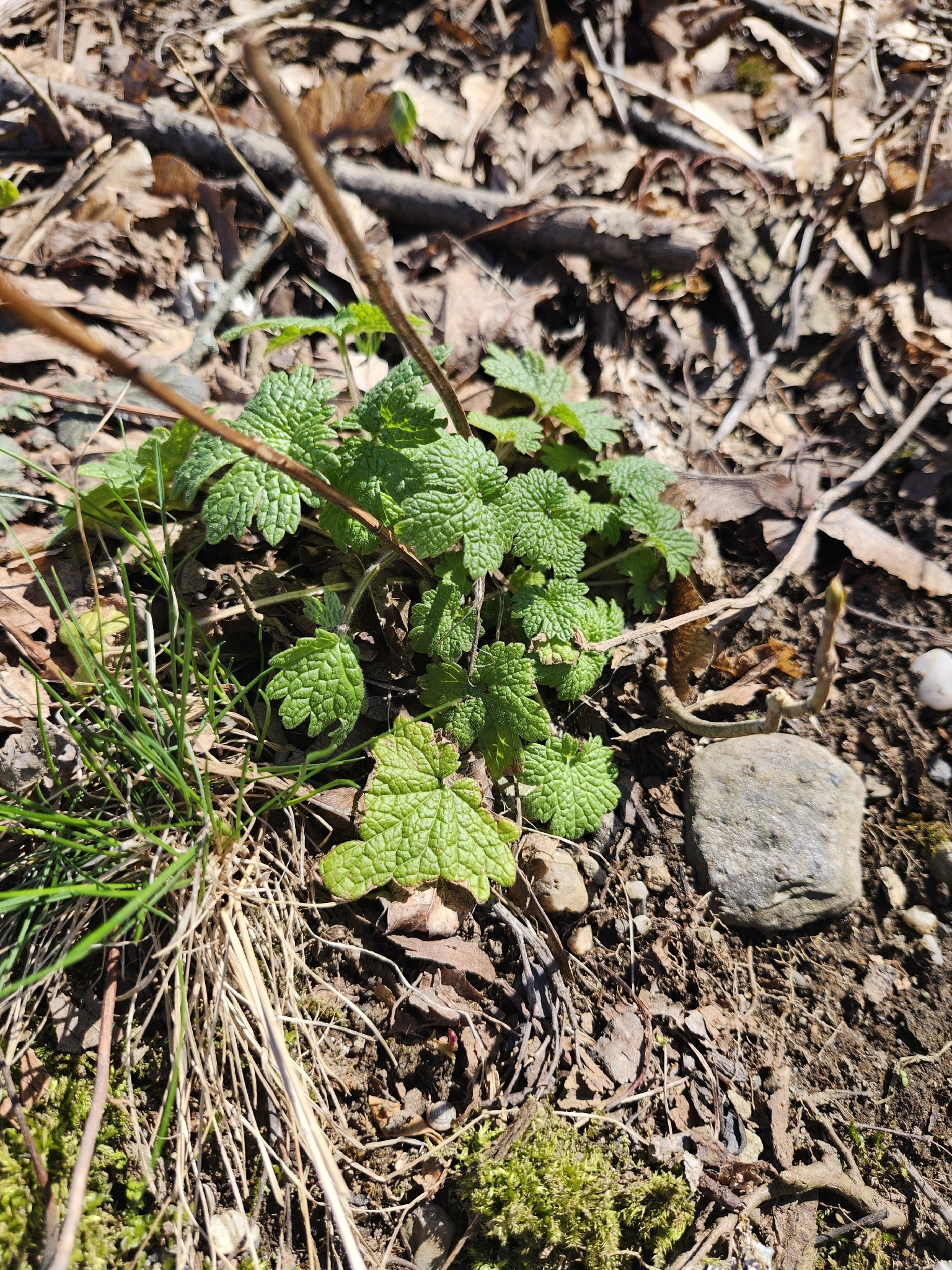 Common Motherwort (Leonurus cardiaca)