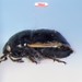 Little Ebony Bug - Photo (c) Jean-François Roch, some rights reserved (CC BY-NC), uploaded by Jean-François Roch