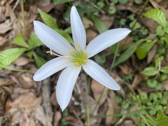 Zephyranthes atamasco
