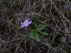 Primula borealis