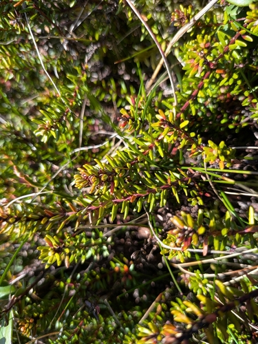 black crowberry (Empetrum nigrum)