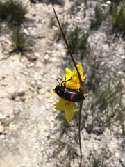 Hycleus sedecimguttatus