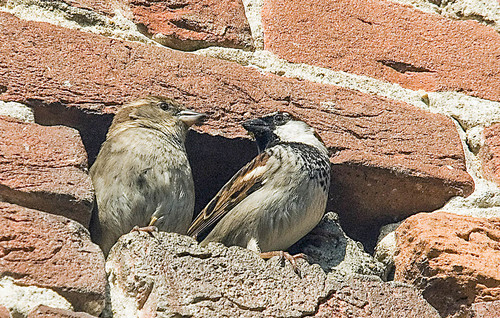 Italian Sparrow, photo 9 of 9