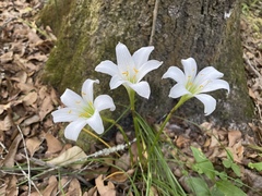 Zephyranthes atamasco
