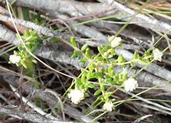 Phylica lasiocarpa